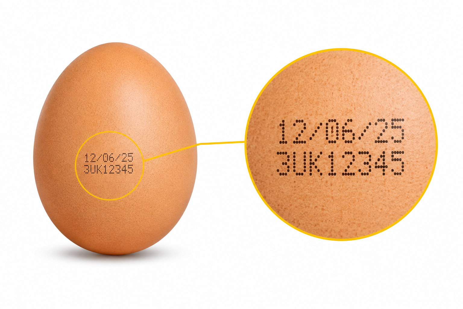 Egg Coding